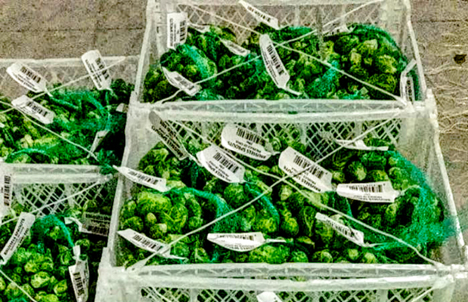 Packaging