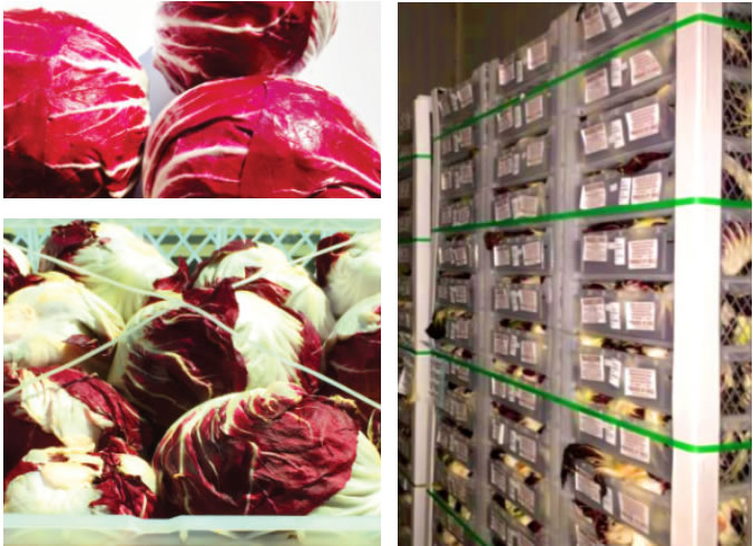 Radicchio