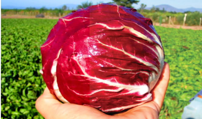 Radicchio